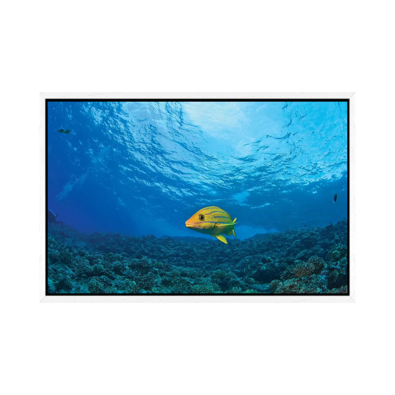 Blue striped Grunt (Haemulon sciurus), Molokini Crater, South Maui, Hawaii, USA 1 Piece Wall Art on Canvas, White Framed