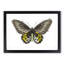Green Birdwing Butterfly by George Shaw - Picture Frame Painting Print-55575263-55575262