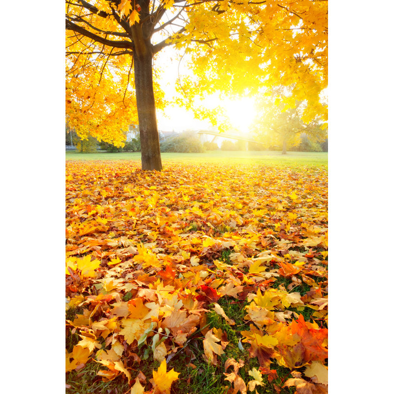 Maples Leaves - Wrapped Canvas Print, 30cm H x 20cm W x 3.8cm D