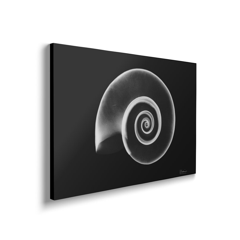 Reproduction d'art mural sur toile Steemplix - Ramshorn Snail Shell par Albert Koetsier