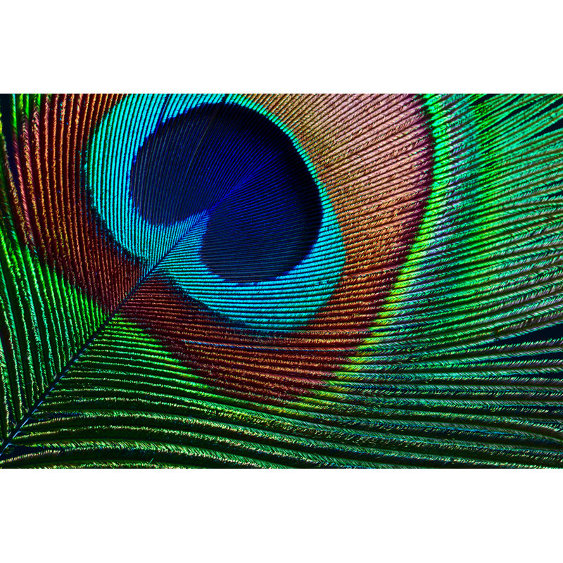 Peacock Feather by Ithinksky - Print, 61cm H x 91cm W