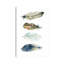 Feather Collection I by Carol Robinson - Painting on Canvas-2027707418-2027707409