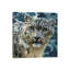 Snow leopard, carré-35538131-72409137-72409142