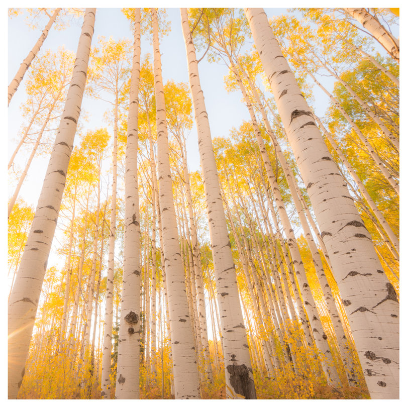 Colorado #2 by Dan Ballard - Wrapped Canvas Print, 93.98 cm H x 93.98 cm W x 3.175 cm D