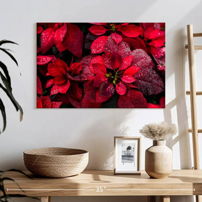 Dewy Poinsettia