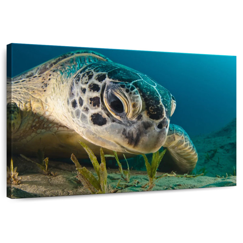 Brampt Sea Turtle Close Up