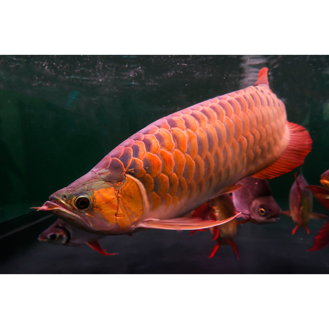 Arowana Fisch - Druck auf Leinwand