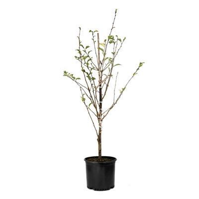 3 gal. Willow Tree Hakuro Nishiki