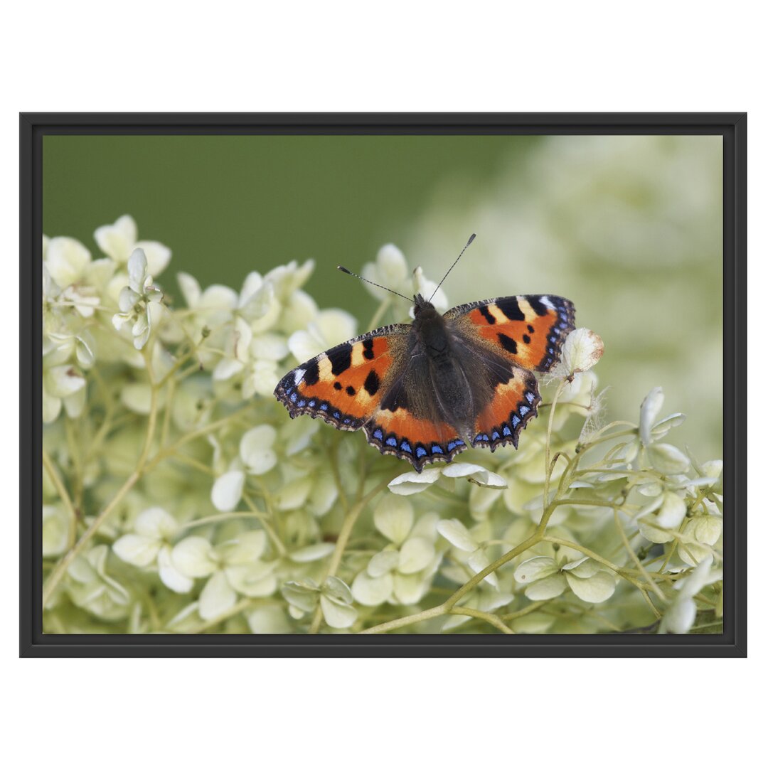 Gerahmtes Wandbild Schmetterling auf weißen Blüten