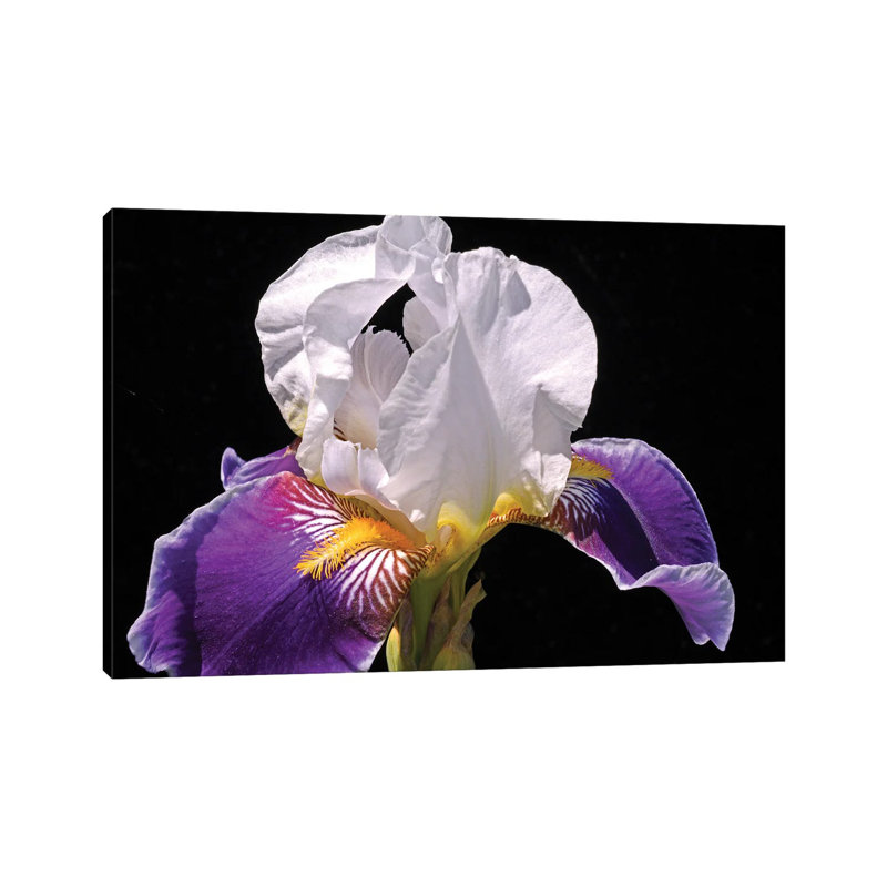 White And Purple Iris by Brian Wolf - Wrapped Canvas Gallery-Wrapped Canvas Giclée, 45.72cm H x 66.04cm W