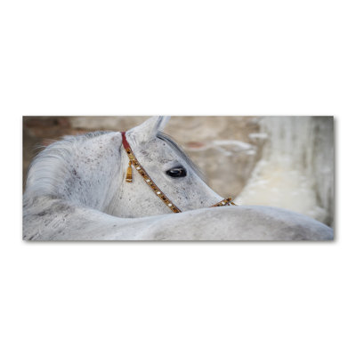 White Arabian Horse - No Frame Print on Canvas