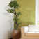 Panama Floor Yacca Tree in Planter