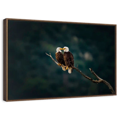 California Bald Eagles