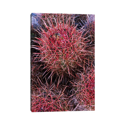 Cotton-Top Cactus Detail, Death Valley National Park, California by Tim Fitzharris - Wrapped Canvas Print
