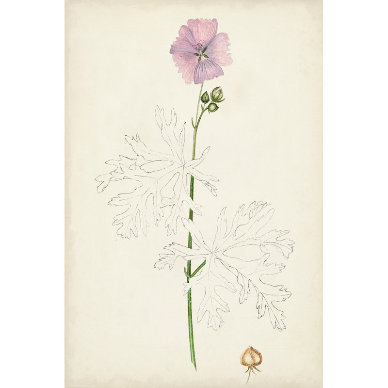 Botanical Sketches III - Graphic Art Print, 76 cm H x 51 cm W, Wrapped Canvas