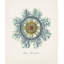 Nautical Art IV Print by Sofia Fox-26933185-26933181