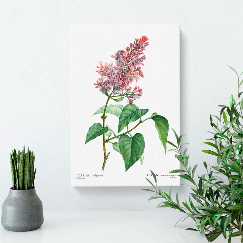 Pink Lilac Flowers by Pierre-Joseph Redoute - Wrapped Canvas, 76cm H x 50cm W x 3cm D
