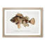 Illustration of a Scorpion Fish by F.E. Clarke - Picture Frame Graphic Art Print-55579636-55579634
