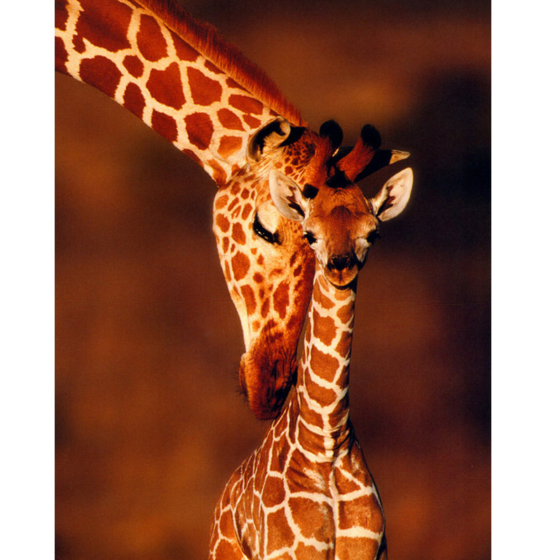 Giraffe, 24" H x 19" W