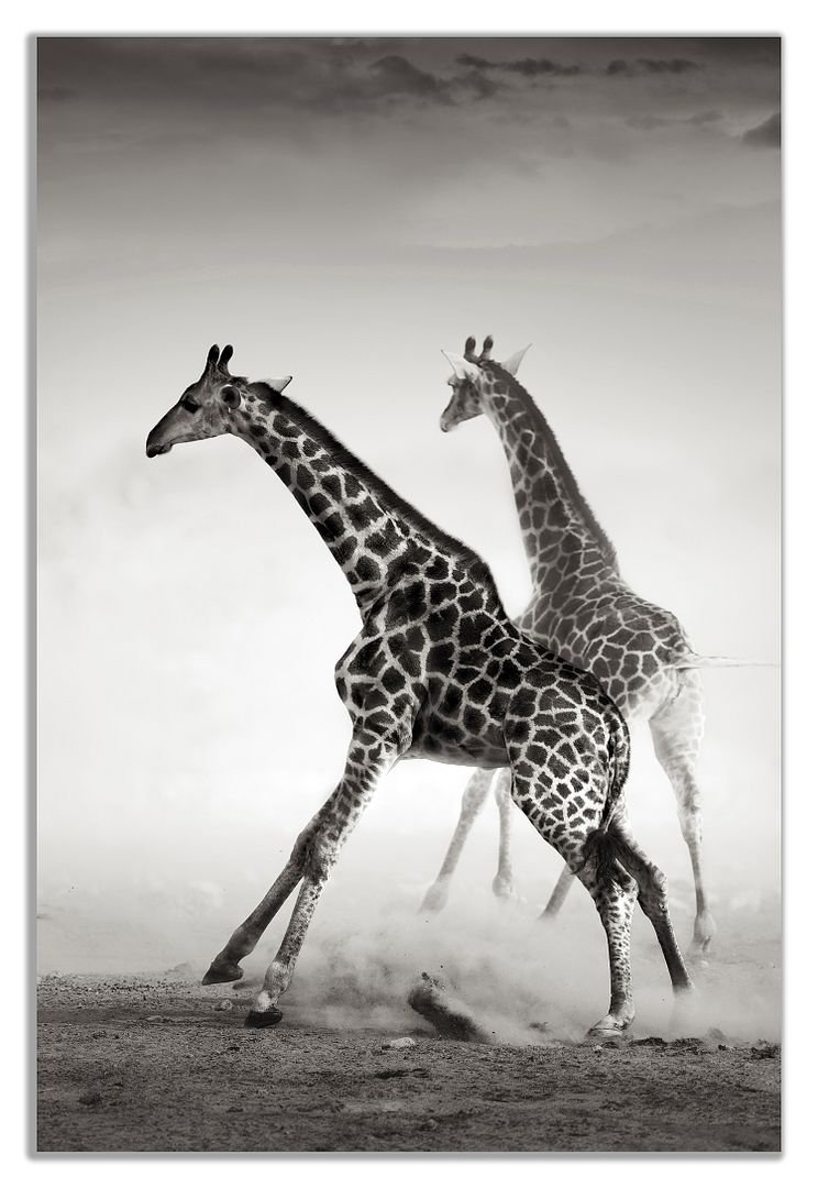 Fotodruck Giraffe Hunting