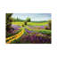 Purple Flowers Field by Valery Rybakow - Painting on Canvas-63929430-63929421
