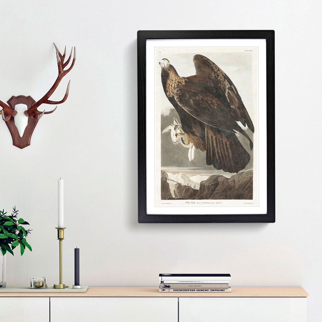 Golden Eagle by John James Audubon - Picture Frame Painting Print