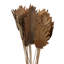 Tige de feuille de fougère Fratessa