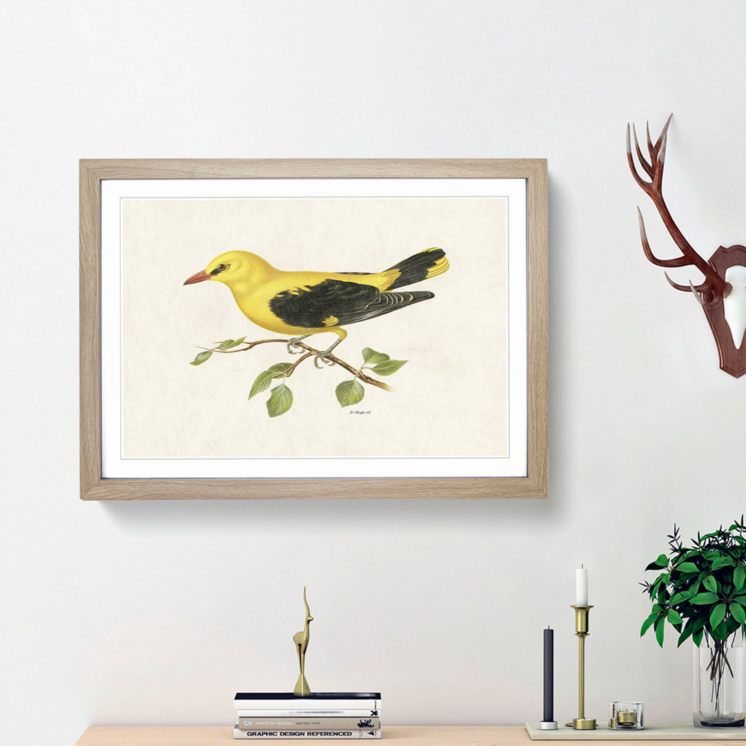 Eurasian Golden Oriole by Von Wright - Picture Frame Painting Print