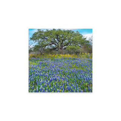 " Sand Bluebonnet Field At Edge Of Forest, Texas " by Tim Fitzharris