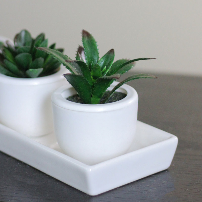 Mini-plante grasse blanche 3,75 po
