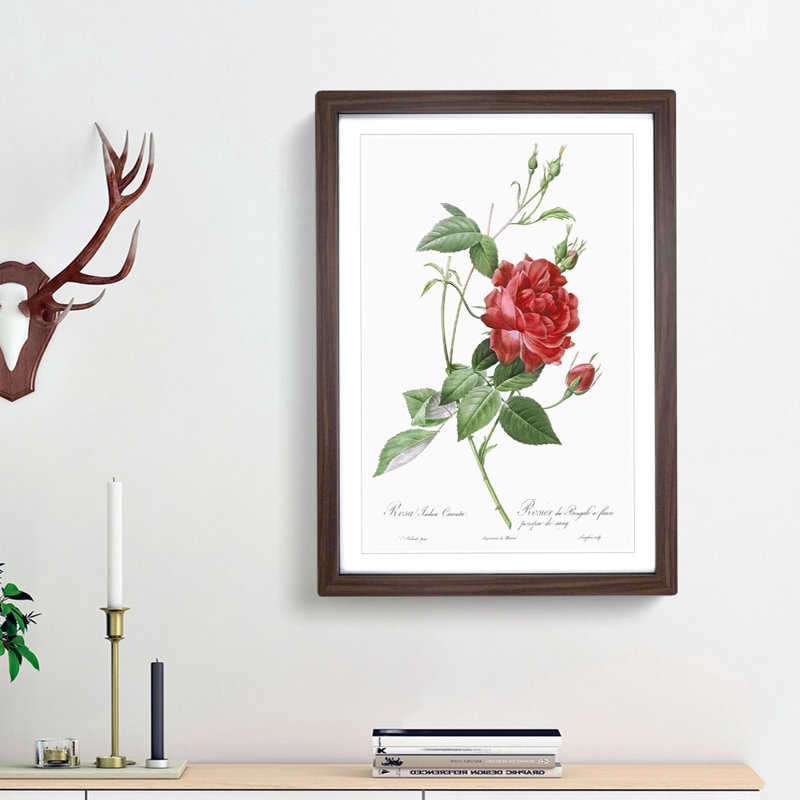Blood-Red Bengal Rose by Pierre-Joseph Redoute - Picture Frame Graphic Art Print, 65cm H x 48cm W x 2cm D, Walnut Framed