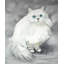 Chinchilla persan sur toile, félin, décoration intérieure