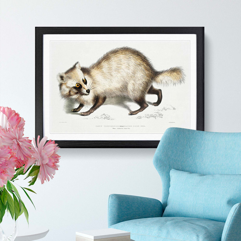 Racoon-Faced Dog by John Edward Gray - Picture Frame Painting Print, 50cm H x 76cm W x 2cm D, Black