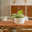 Succulent in Planter