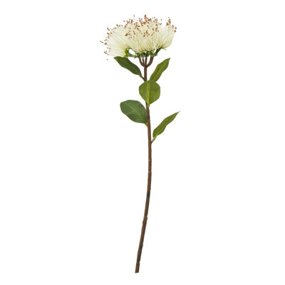 Anastasija Arrangement