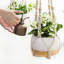 Elevated Planter