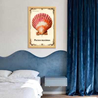 Animaux, pecten, coquille de Maximus