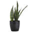 Live Zeylancia Snake Plant in Classic Pot-49662178