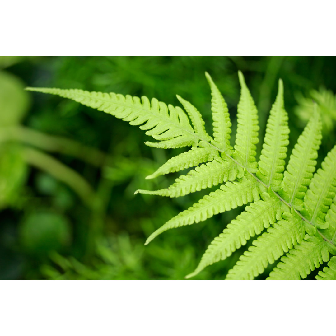 Close Up Of A Fern Leaf von TheDman - No Frame Print auf Leinwand