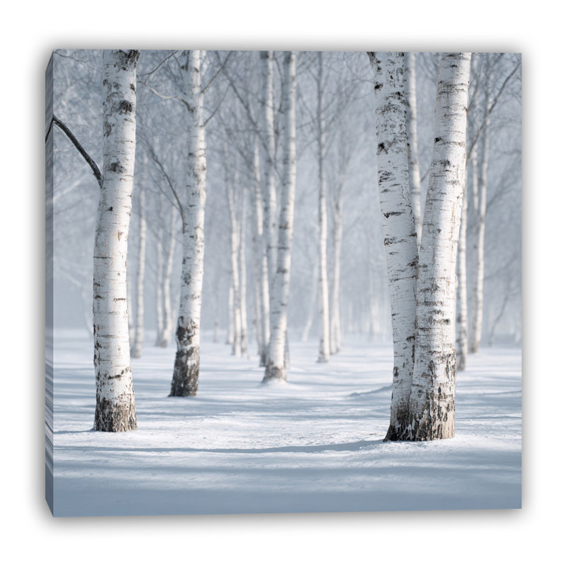 «Birch Forest Winter», art mural sur toile tendue, H 30 po x l 30 po