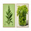 «Green Minimalist Herbal Harmony II - Herbs», ensemble de 2 reproductions d'art sur toile-1942368930-1942368936