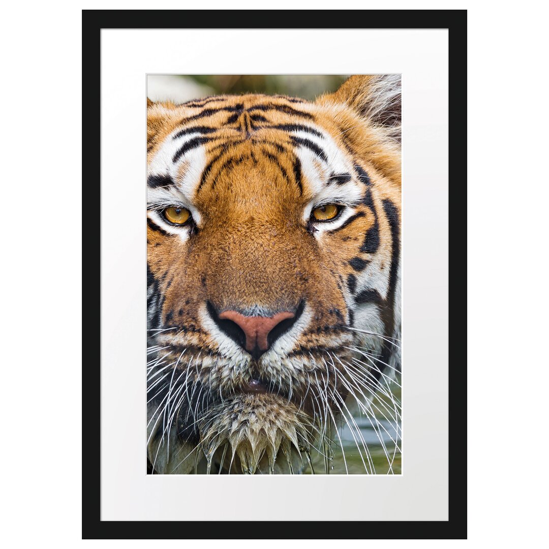 Gerahmtes Poster Tiger im Wasser