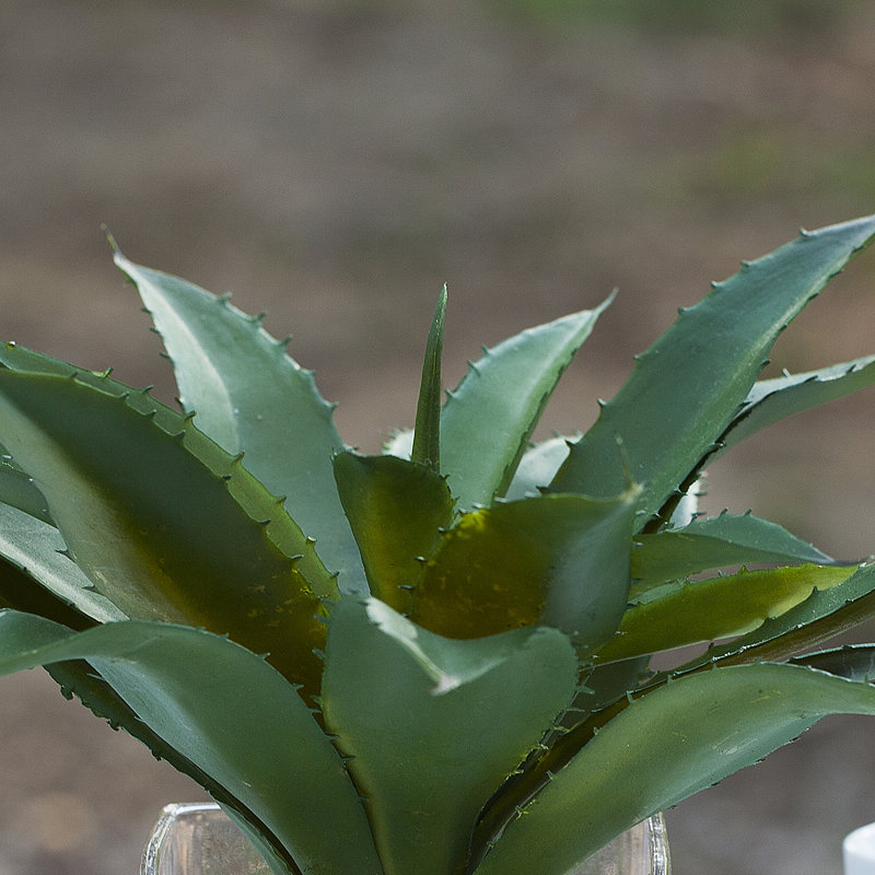 10 " H Faux Succulent in Glass Vase