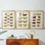 Histoire Naturelle Butterflies I - Impression personnalisée de qualité supérieure avec passe-partout - 3 pièces-1308418107-1308418111