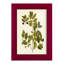 Olive Greenery VII, reproduction d'art encadrée-181904508-181904511