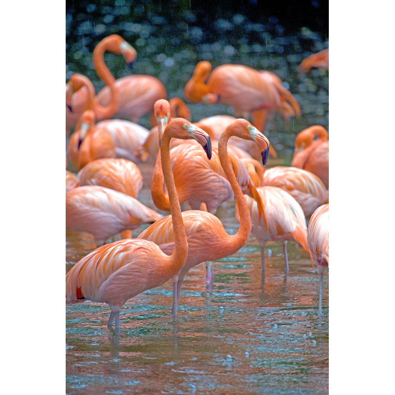 Rosy Flamingoes by LisaStrachan - Wrapped Canvas Print, 122cm H x 81cm W