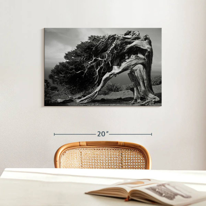 Harnek Junipers Of El Hierro, 16" H x 24" W