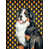Bernese Mountain Dog