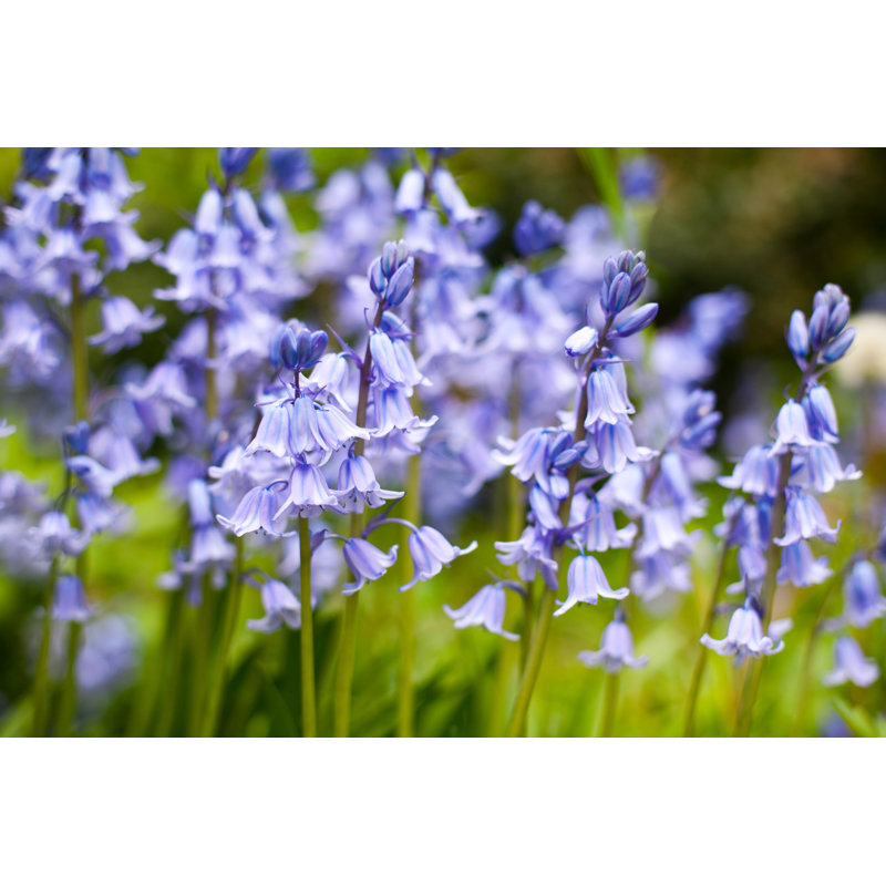 Bluebells - Photographie sur toile tendue, H 32 po x l 48 po