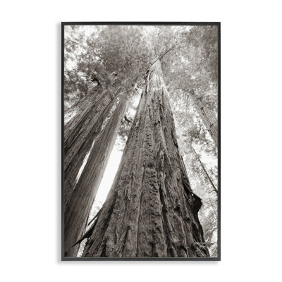 Ancienne forêt de séquoia, estampe numérique par Nathan Larson